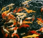 Karpie koi Ginrin: Mechanizm powstawania lśniących łusek