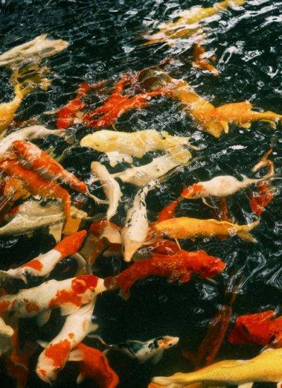 Karpie koi Ginrin: Mechanizm powstawania lśniących łusek