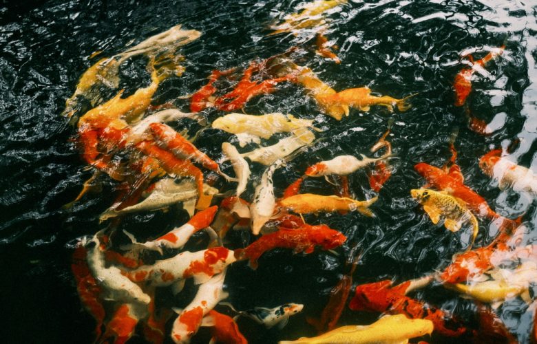 Karpie koi Ginrin: Mechanizm powstawania lśniących łusek