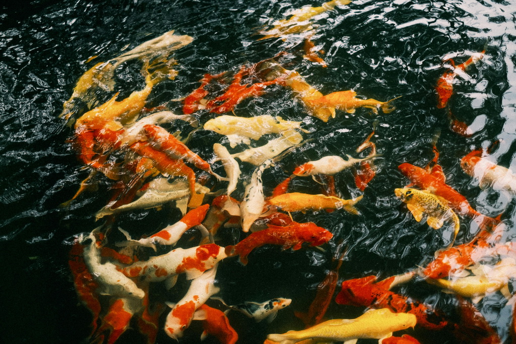 Karpie koi Ginrin: Mechanizm powstawania lśniących łusek